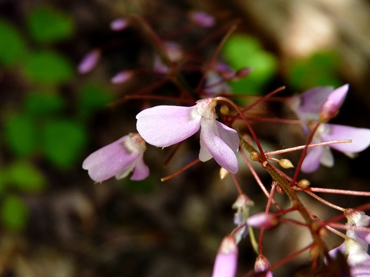 {Desmodium nudiflorum}